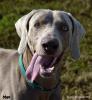 Max Tongue 1